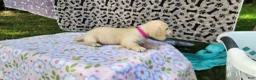 Miniature Dachshund dogs for sale: Berry - Ad 4