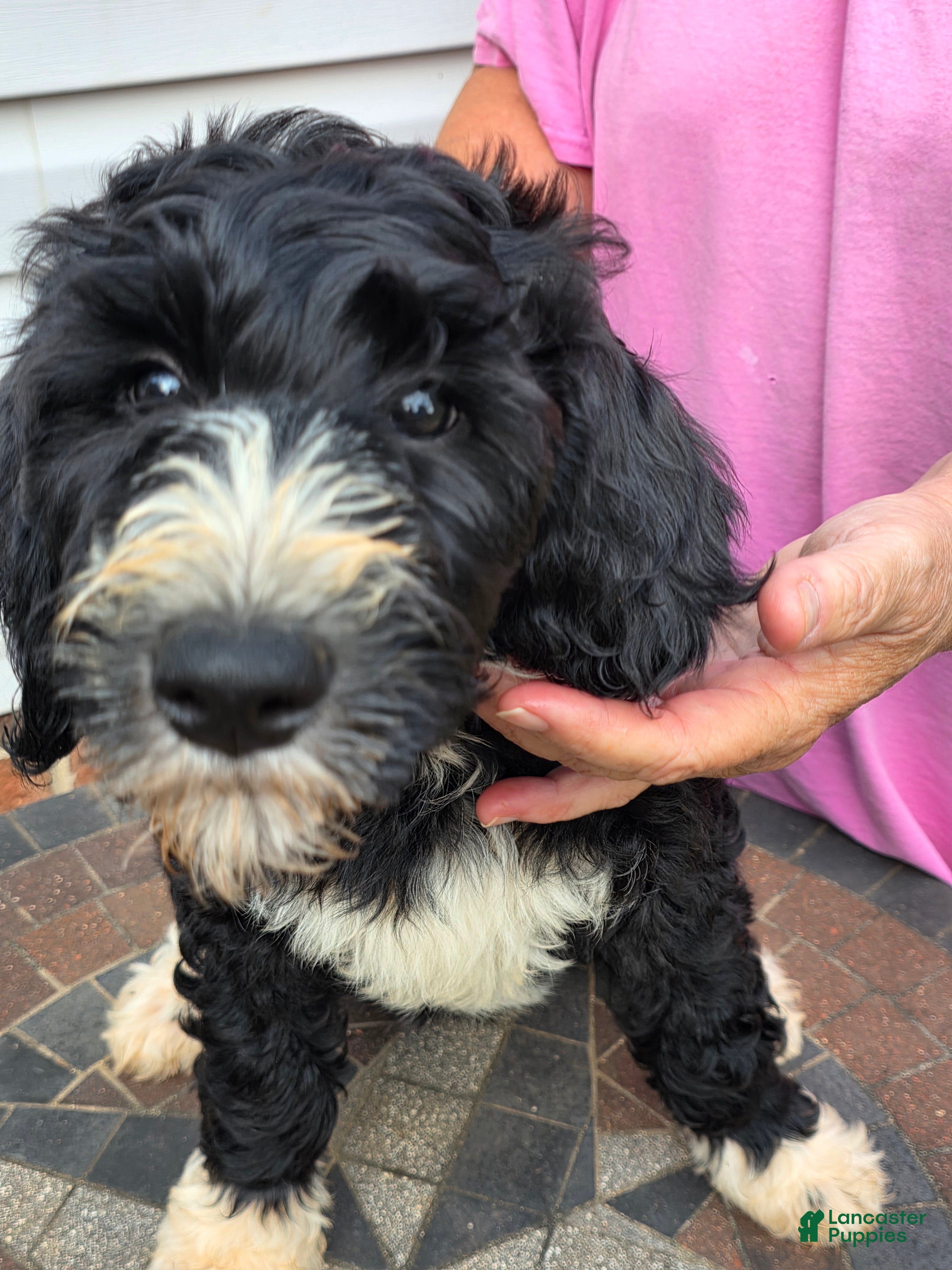 Bernedoodle dogs Forest - Ad 1