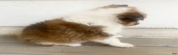 Shetland Sheepdog dogs for sale: Sylvan  - Ad 6