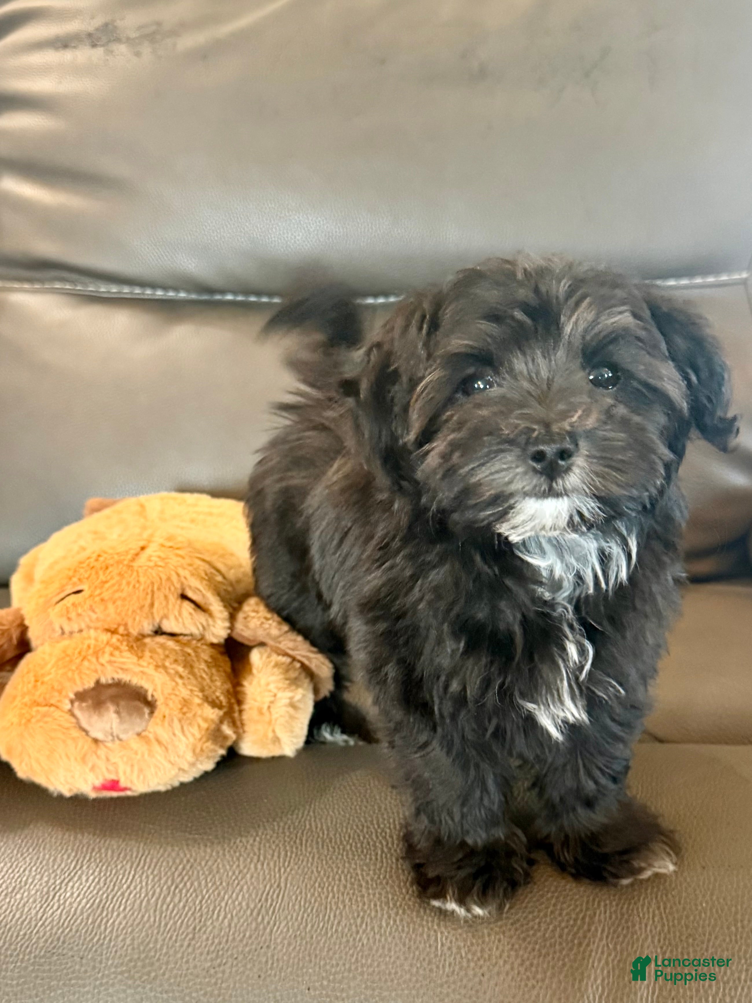 Maltipoo dogs Maltipoo Puppy 2 - Ad 2