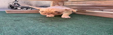 French Bulldog 1