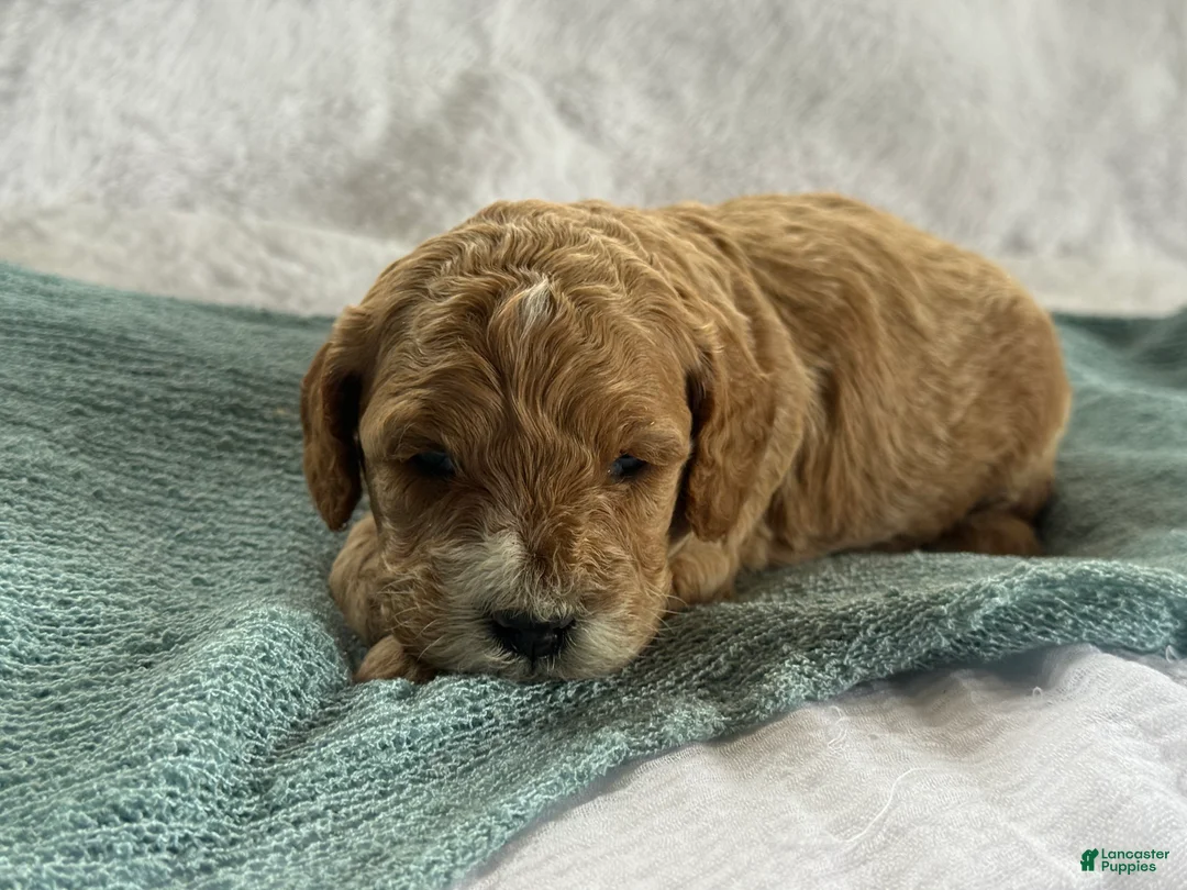 Cavapoo dogs for sale: Archer - Ad 4