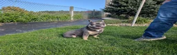French Bulldog dogs for sale: French Bulldog 2 - Ad 8