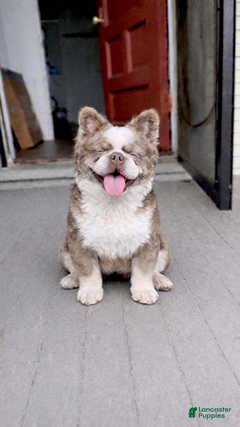 French Bulldog dogs French Bulldog Puppy 1 - Ad 1