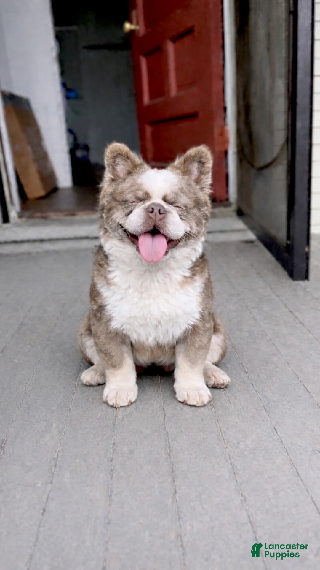 French Bulldog dogs for sale: French Bulldog Puppy 1 - Ad 1