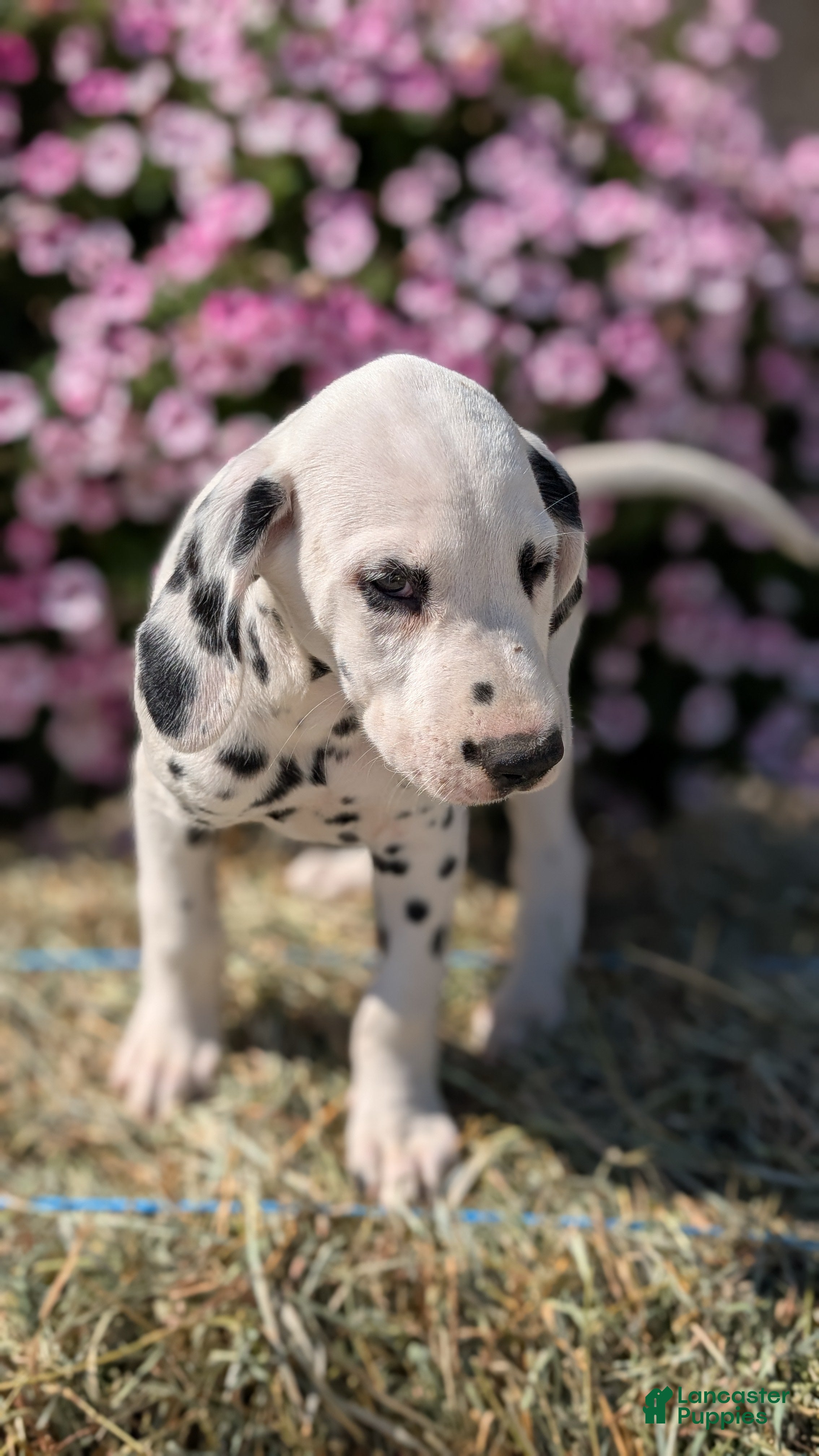 Dalmatian dogs Riley - Ad 2
