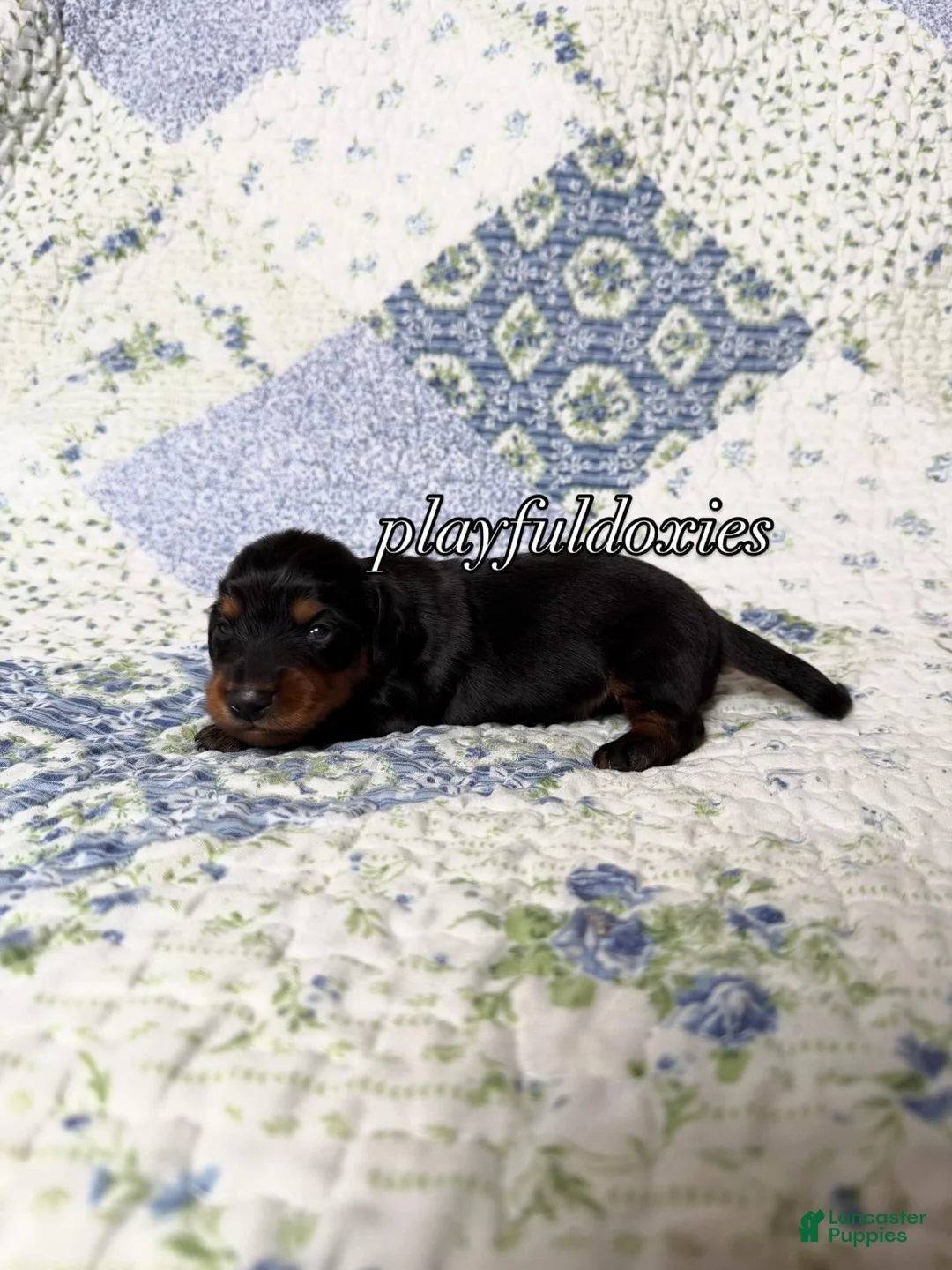 Dachshund dogs for sale: AKC Black and Tan Long Haired Male Dachshund ALL CLEAR - Ad 7