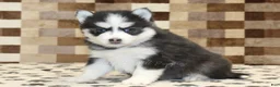 Pomsky dogs for sale: Iris - Ad 1