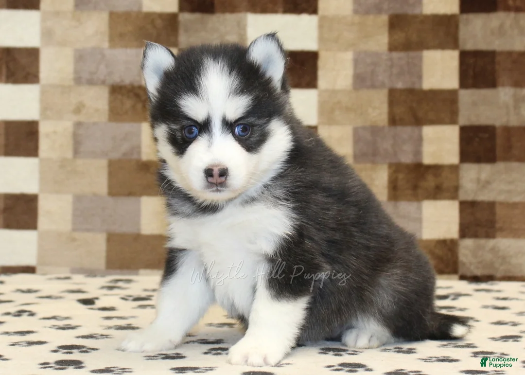 Pomsky dogs for sale: Iris - Ad 1