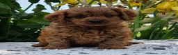 Cavapoo dogs for sale: Lincoln  - Ad 1