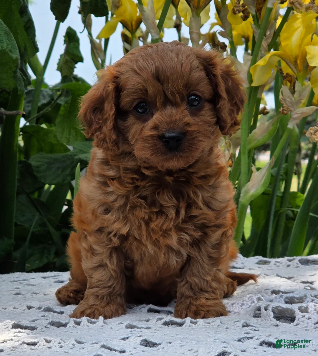 Cavapoo dogs for sale: Lincoln  - Ad 1