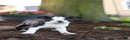 Boston Terrier dogs for sale: Maverick - Ad 8
