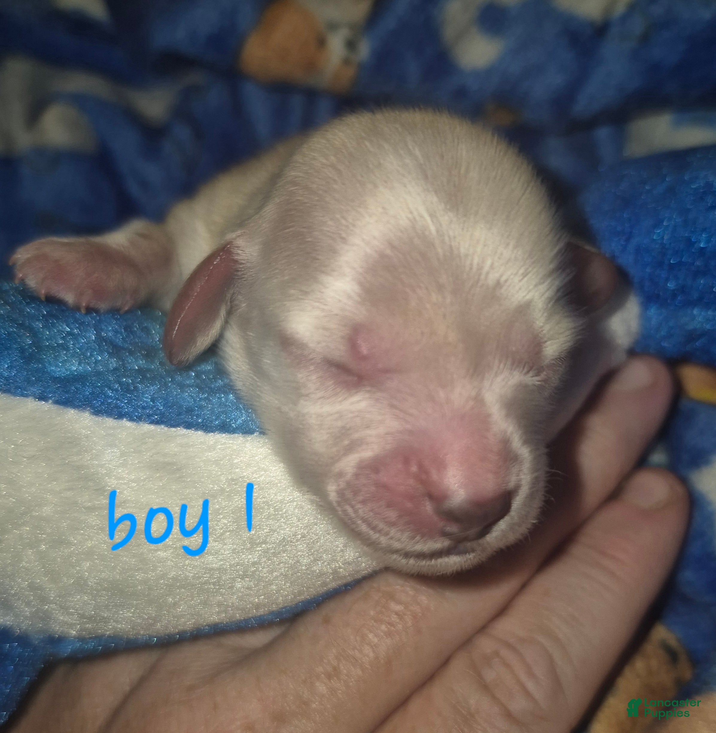 Miniature Dachshund dogs ee Cream boy 1 - Ad 10