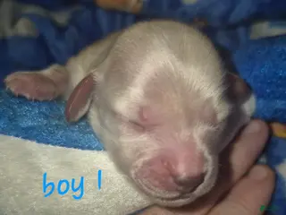 Miniature Dachshund dogs ee Cream boy 1 - Ad 10