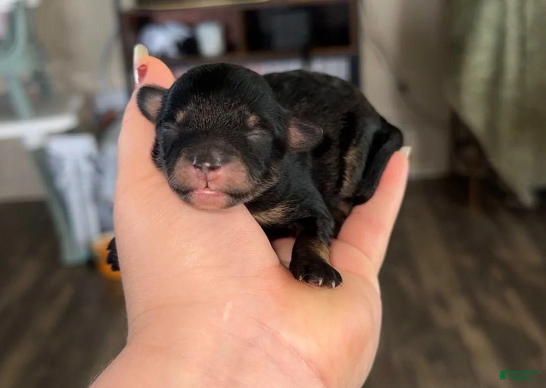Pomapoo dogs for sale: Pomapoo 3 - Ad 1