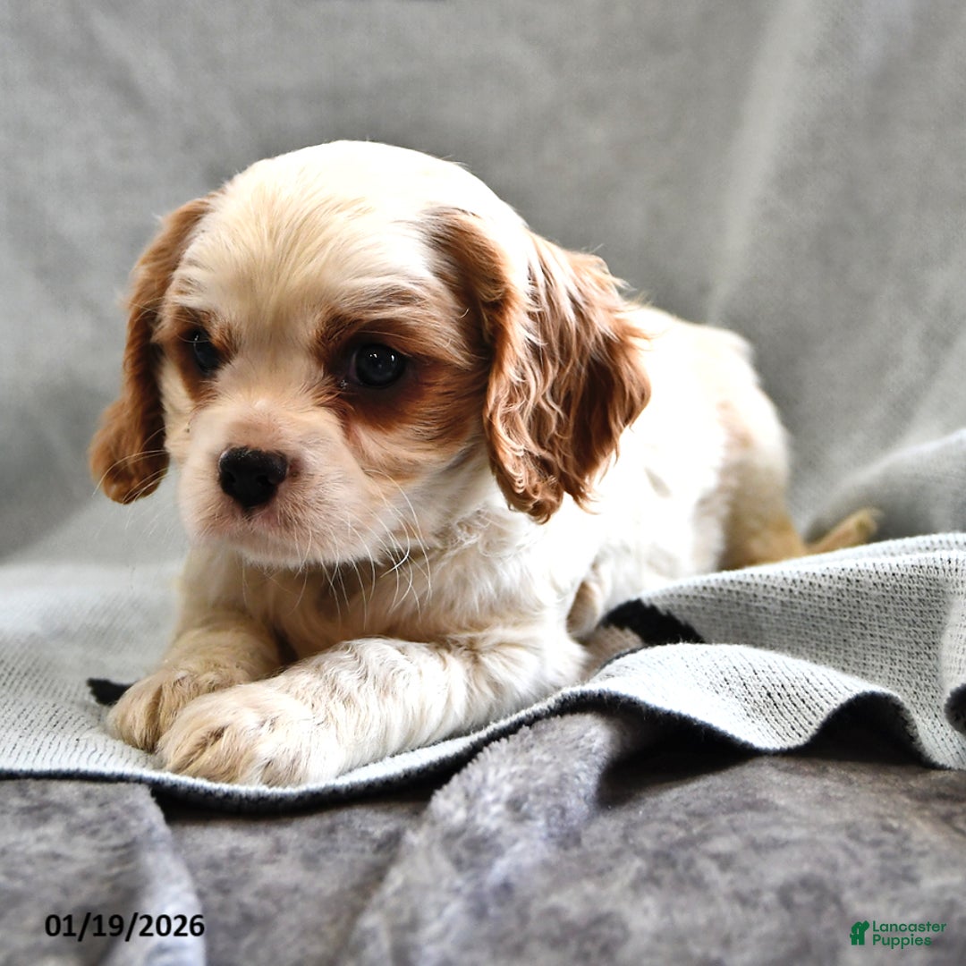 Cavalier King Charles Spaniel dogs for sale: Sam - Ad 4