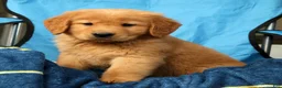 Golden Retriever dogs for sale: Quinn - Ad 6
