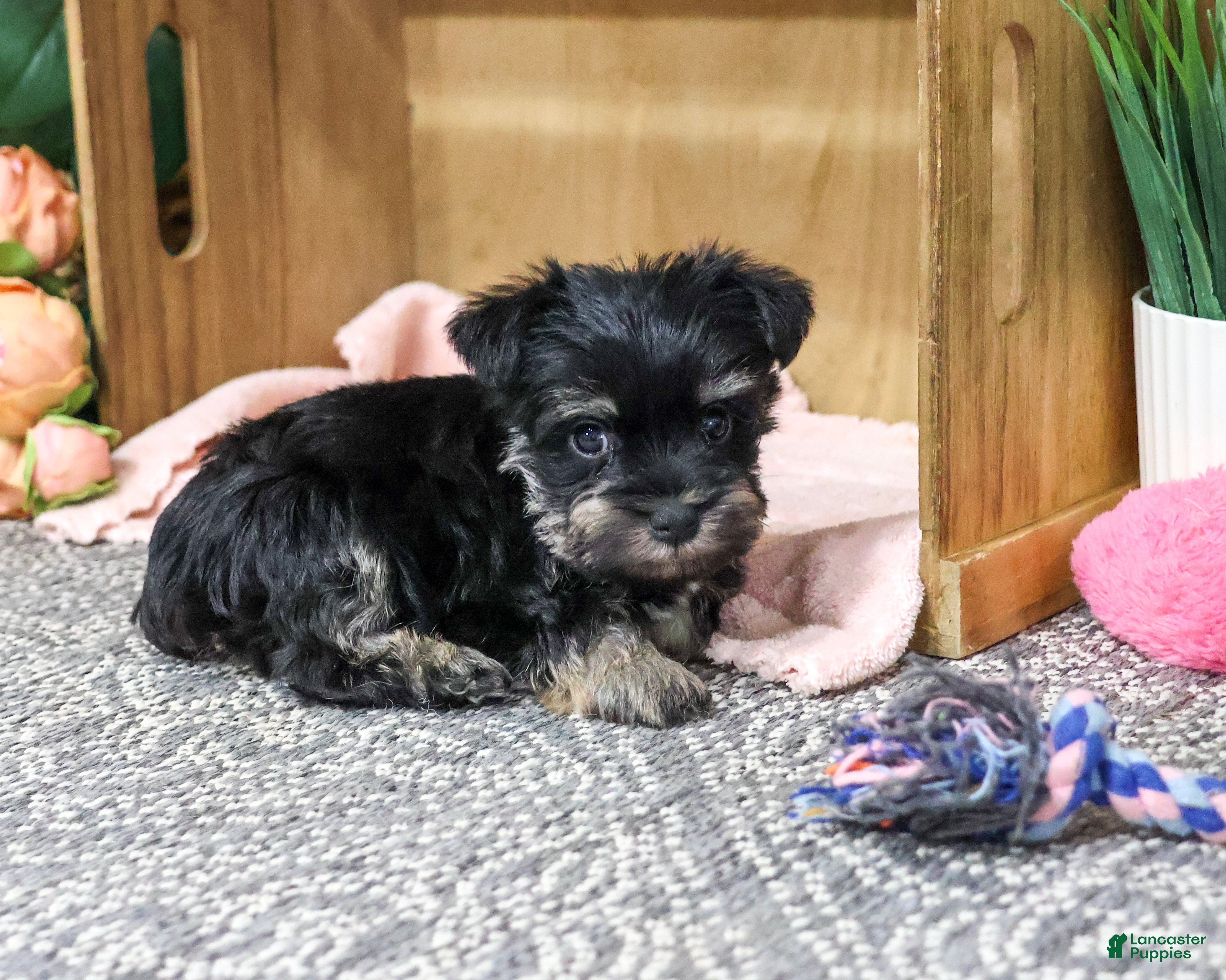 Miniature Schnauzer dogs Davina - Ad 36