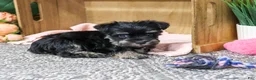 Miniature Schnauzer dogs for sale: Davina - Ad 1