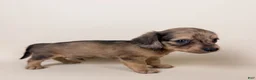 Miniature Dachshund dogs for sale: Stetson  - Ad 5