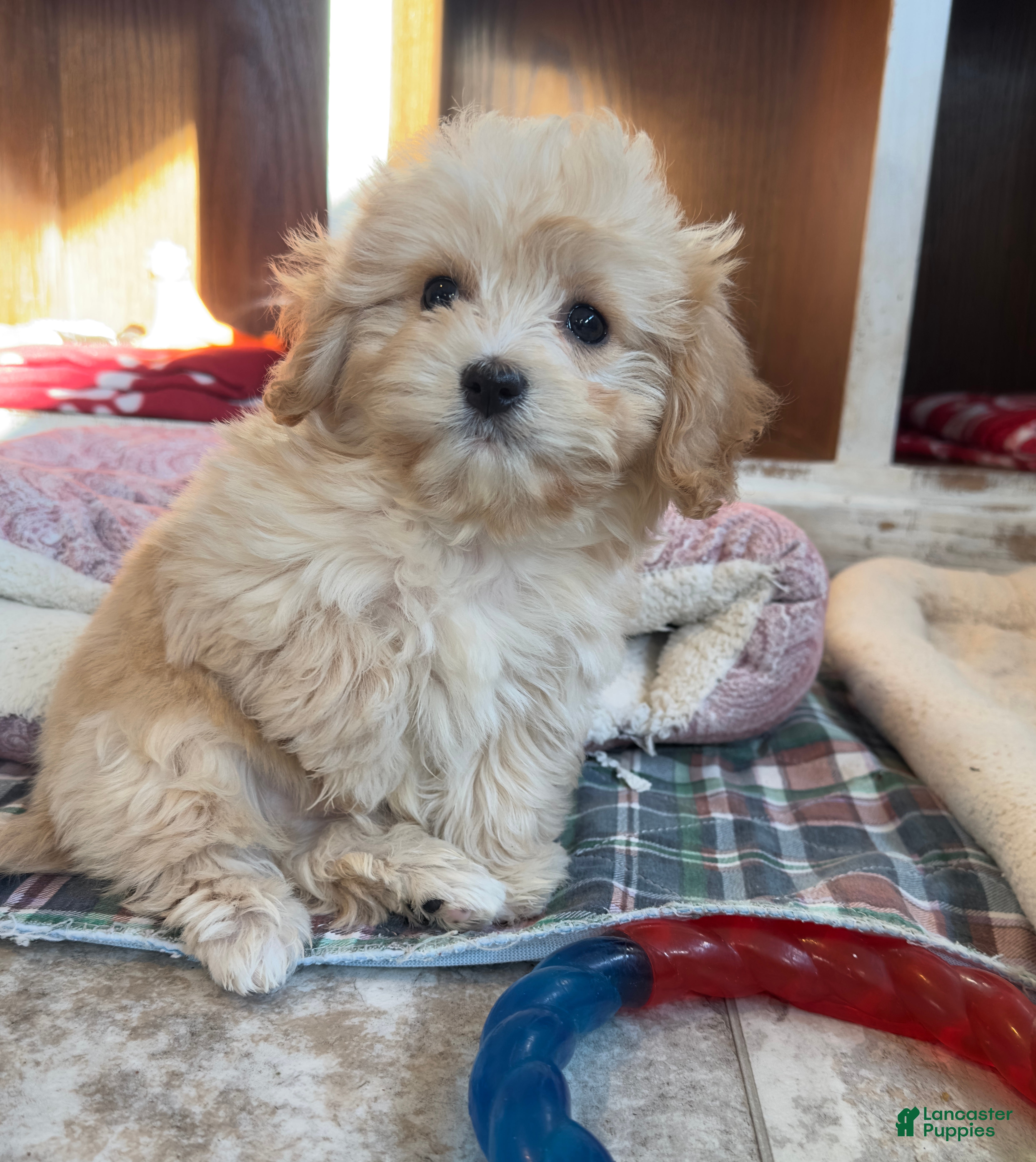 Cavachon dogs Murphy - Ad 4