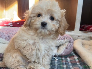 Cavachon dogs Murphy - Ad 5