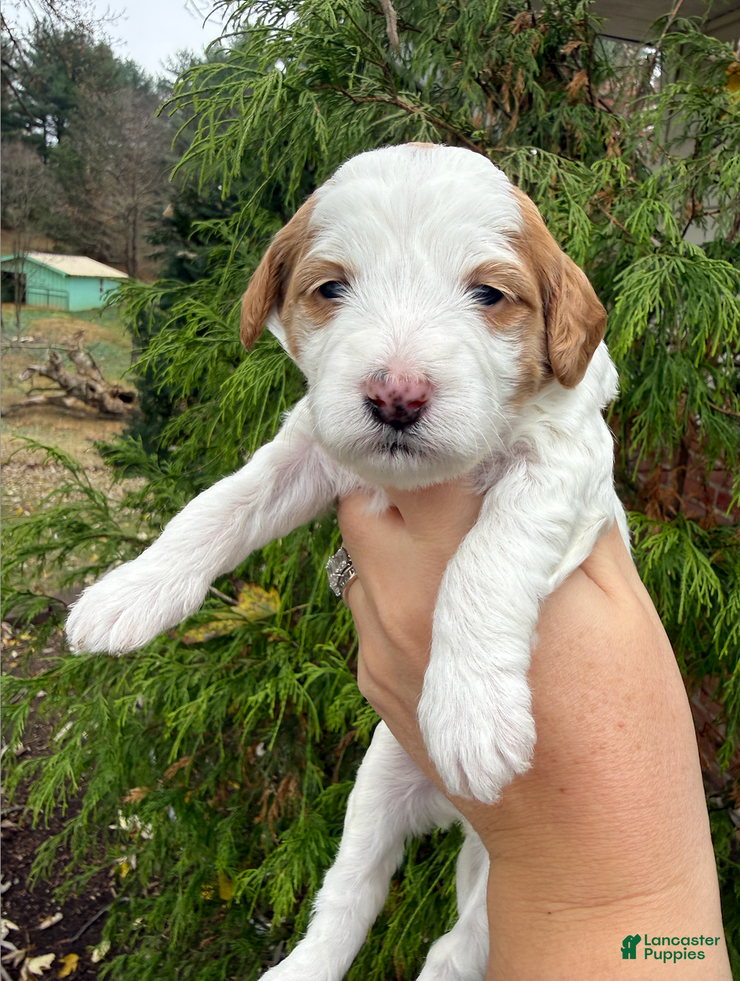 Mini Goldendoodle dogs for sale: Mini Goldendoodle Puppy 6 - Ad 1