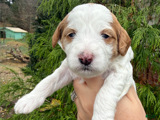 Mini Goldendoodle dogs Mini Goldendoodle Puppy 6 - Ad 24