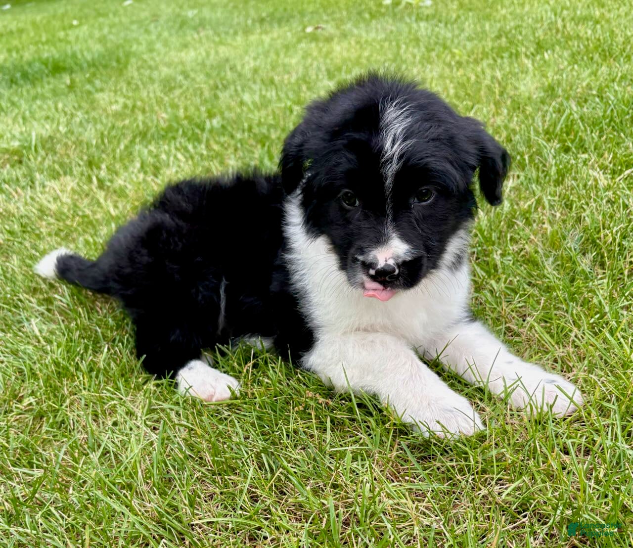 Bordoodle dogs Bordoodle Hudson - Ad 2