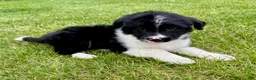 Bordoodle dogs for sale: Bordoodle Hudson - Ad 2