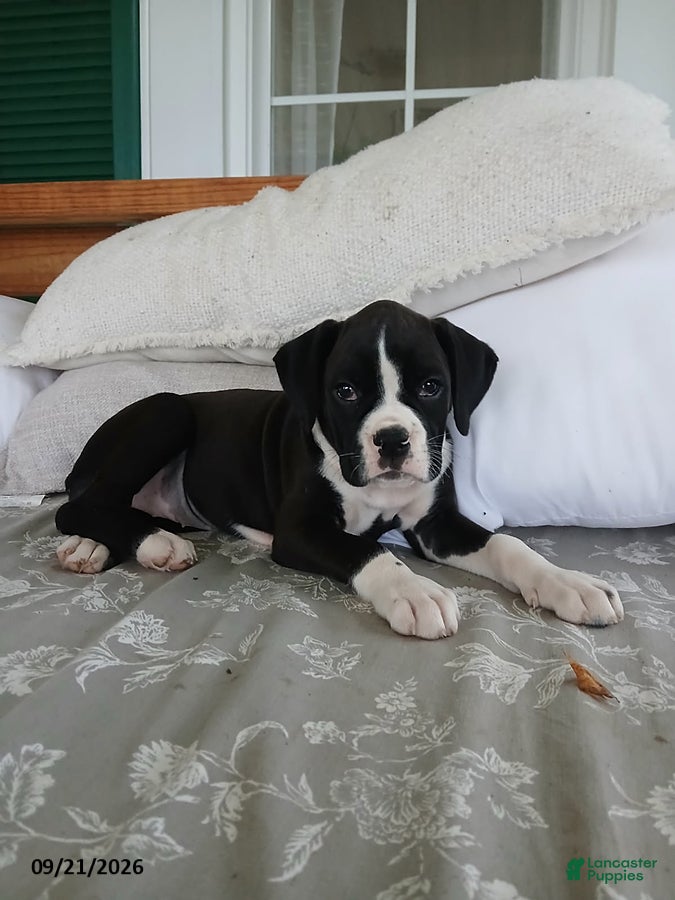 Boxer dogs Ginger - Ad 1