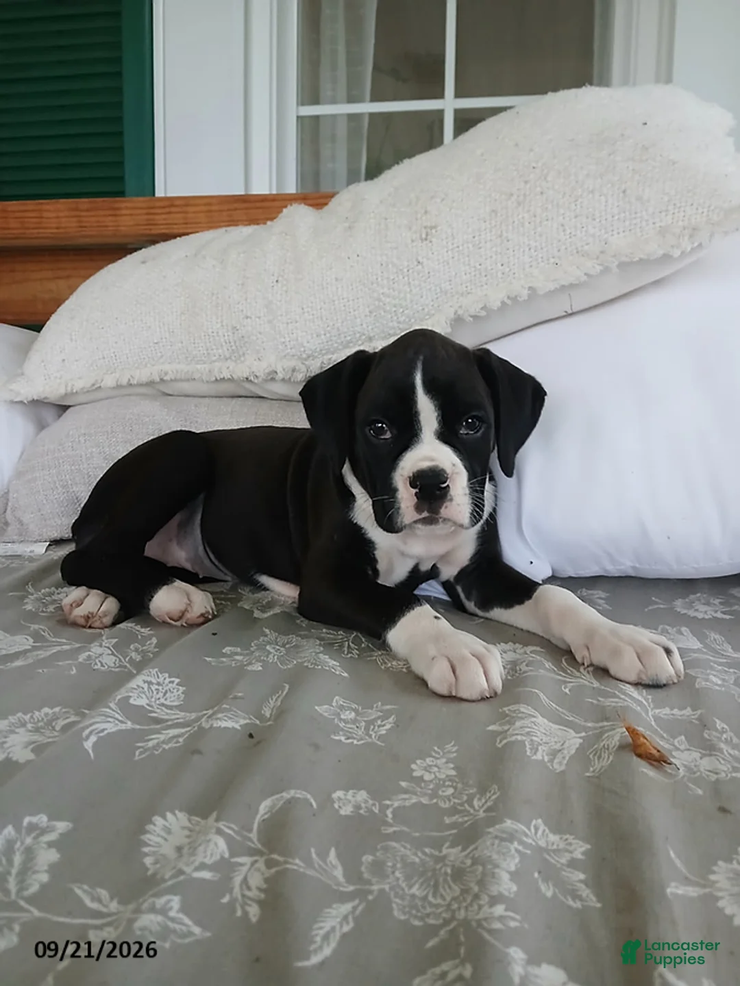 Boxer dogs for sale: Ginger - Ad 1