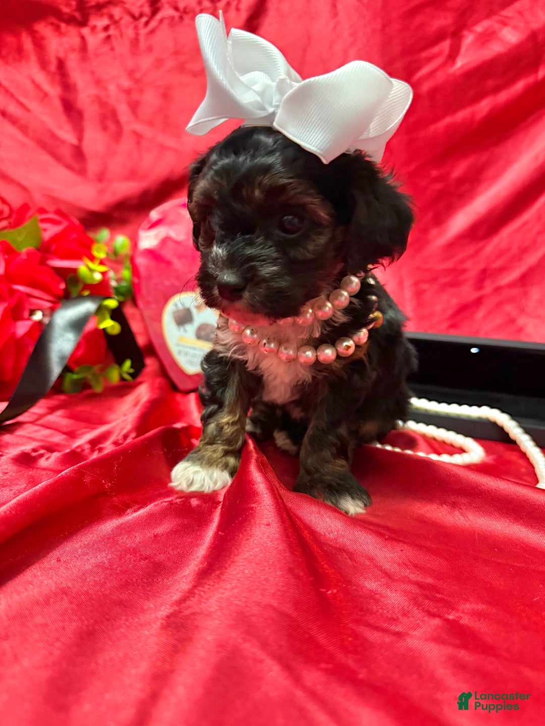 Yorkiepoo dogs for sale: York - Ad 12