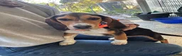 Beagle dogs for sale: Rumi - Ad 2