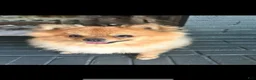Pomeranian dogs for stud: STUD FOR USE - Ad 5