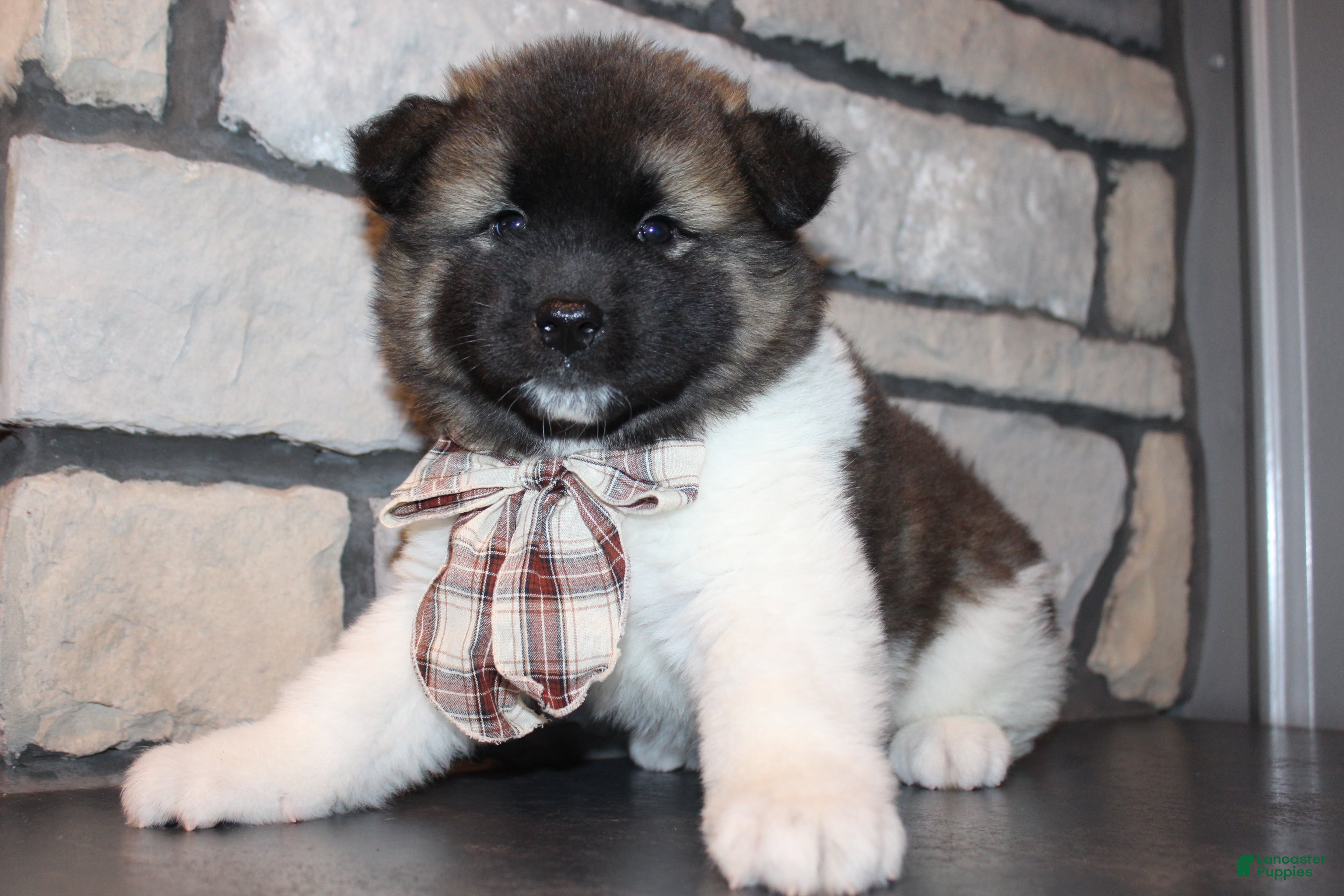 Akita dogs AKC Teddy - Ad 1
