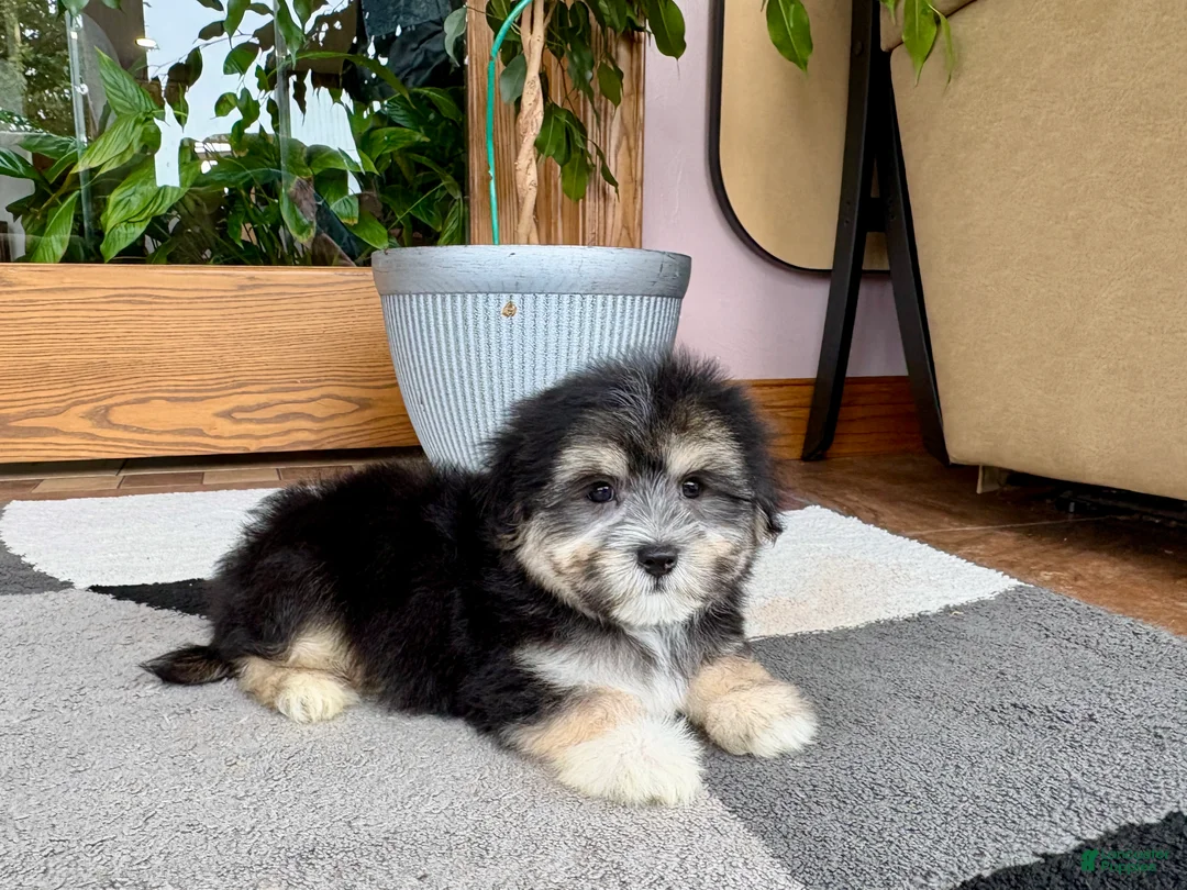 Mixed Breed dogs for sale: Lhasa/Maltese boy 2  - Ad 1
