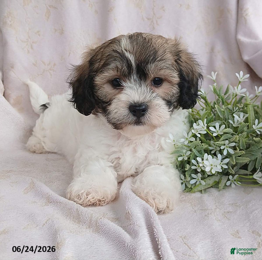 Teddy Bear dogs Ezekiel - Ad 1