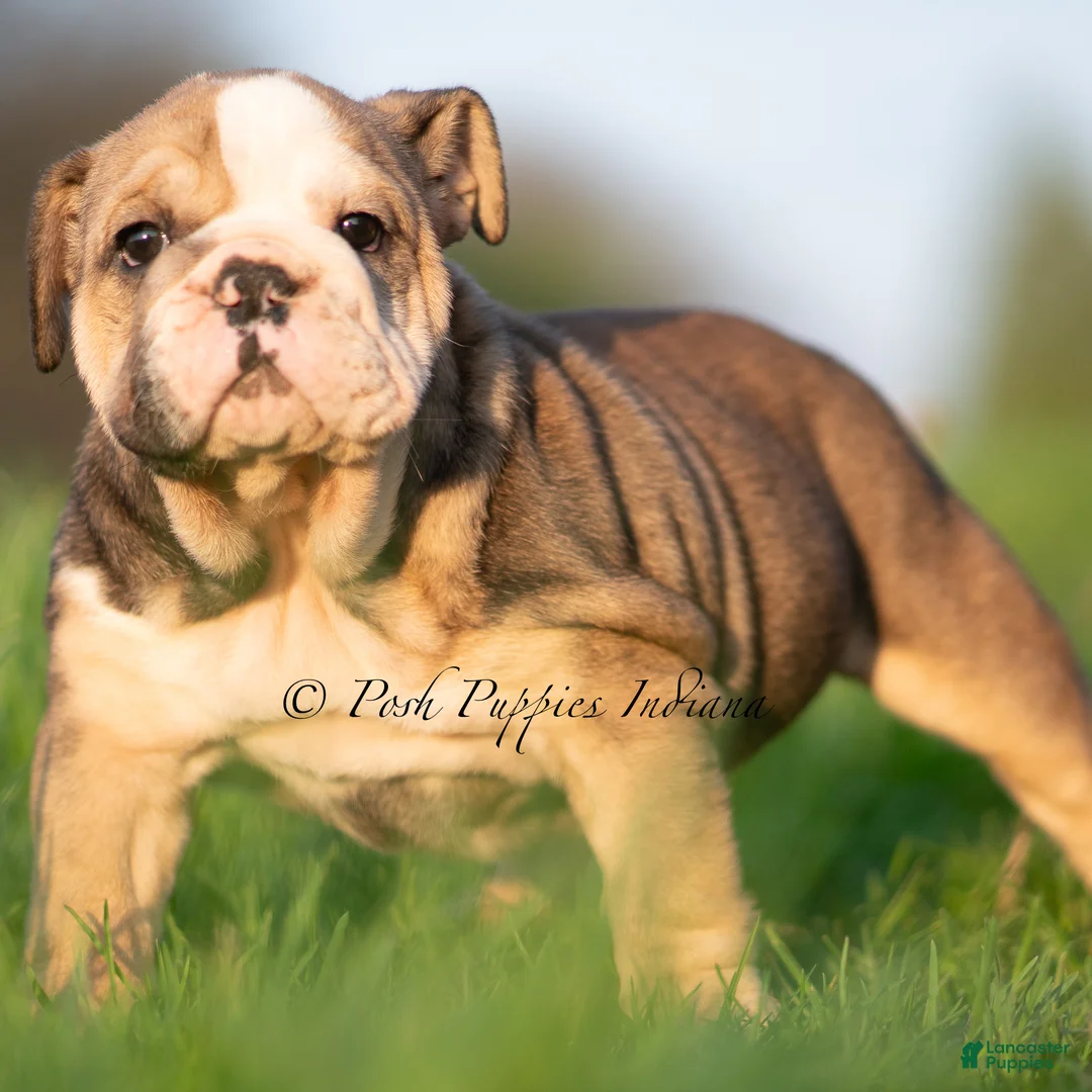 English Bulldog dogs for sale: Birdie AKC - Ad 1