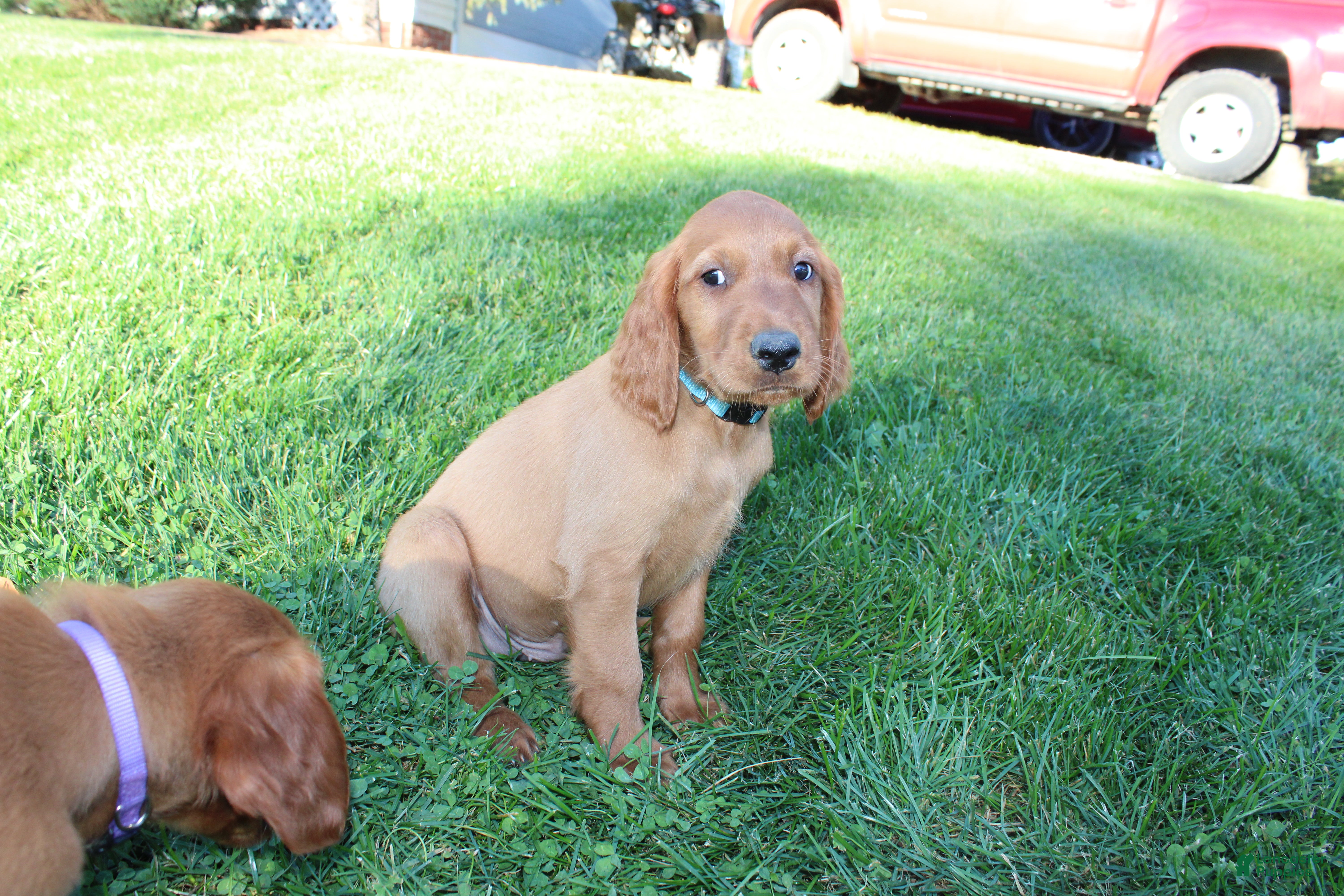 Mixed Breed dogs for sale: cooper - Ad 2
