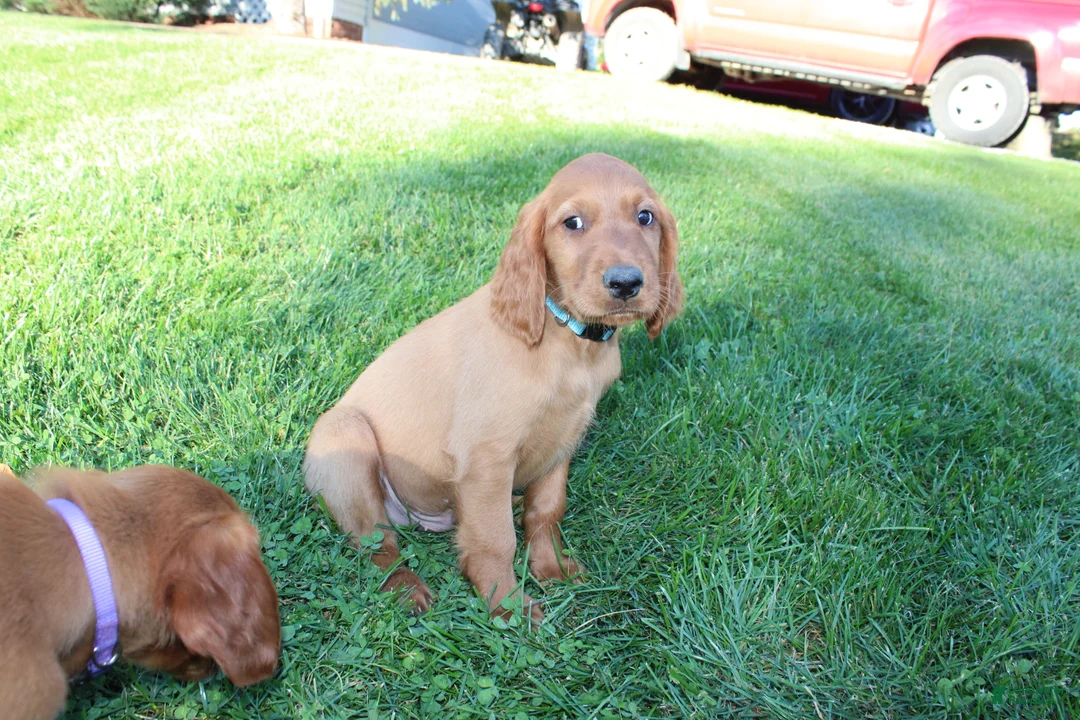 Mixed Breed dogs for sale: cooper - Ad 2