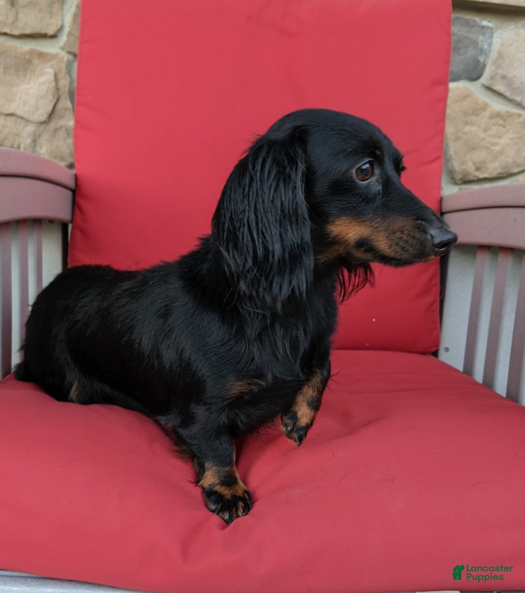 Miniature Dachshund dogs for sale: Jasmine  - Ad 15