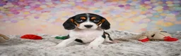Beaglier dogs for sale: Bailey - Ad 12