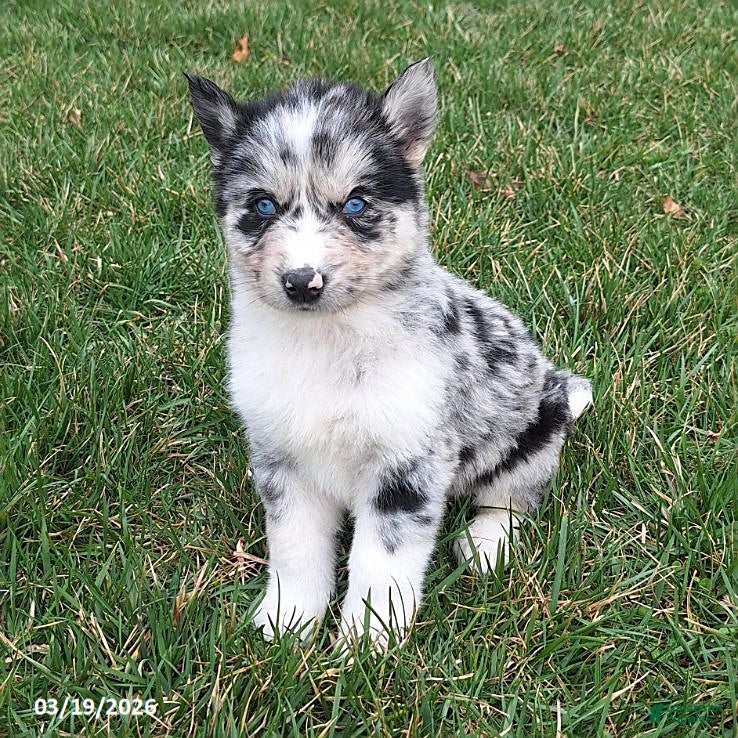 Gerberian Shepsky dogs Wolf  - Ad 2