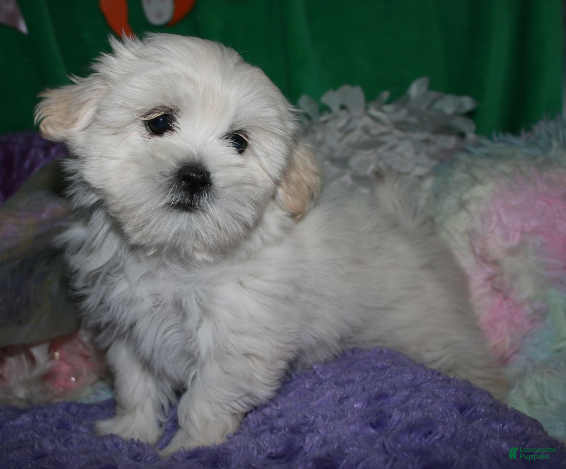 Shihpoo dogs Shiloh - Ad 1