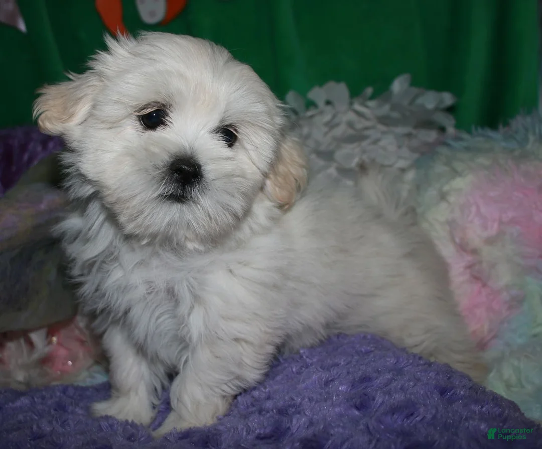 Shihpoo dogs for sale: Shiloh - Ad 1