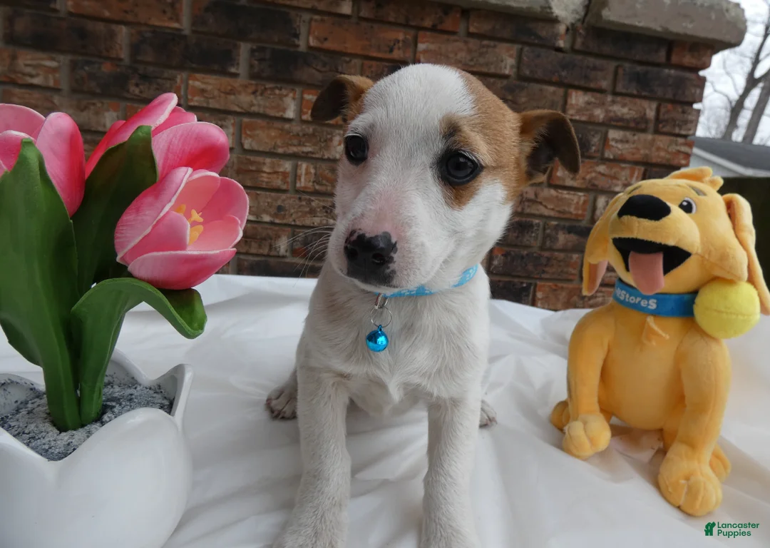 Jack Russell Terrier dogs for sale: Jack Russell Terrier Puppy 2 Polly - Ad 2