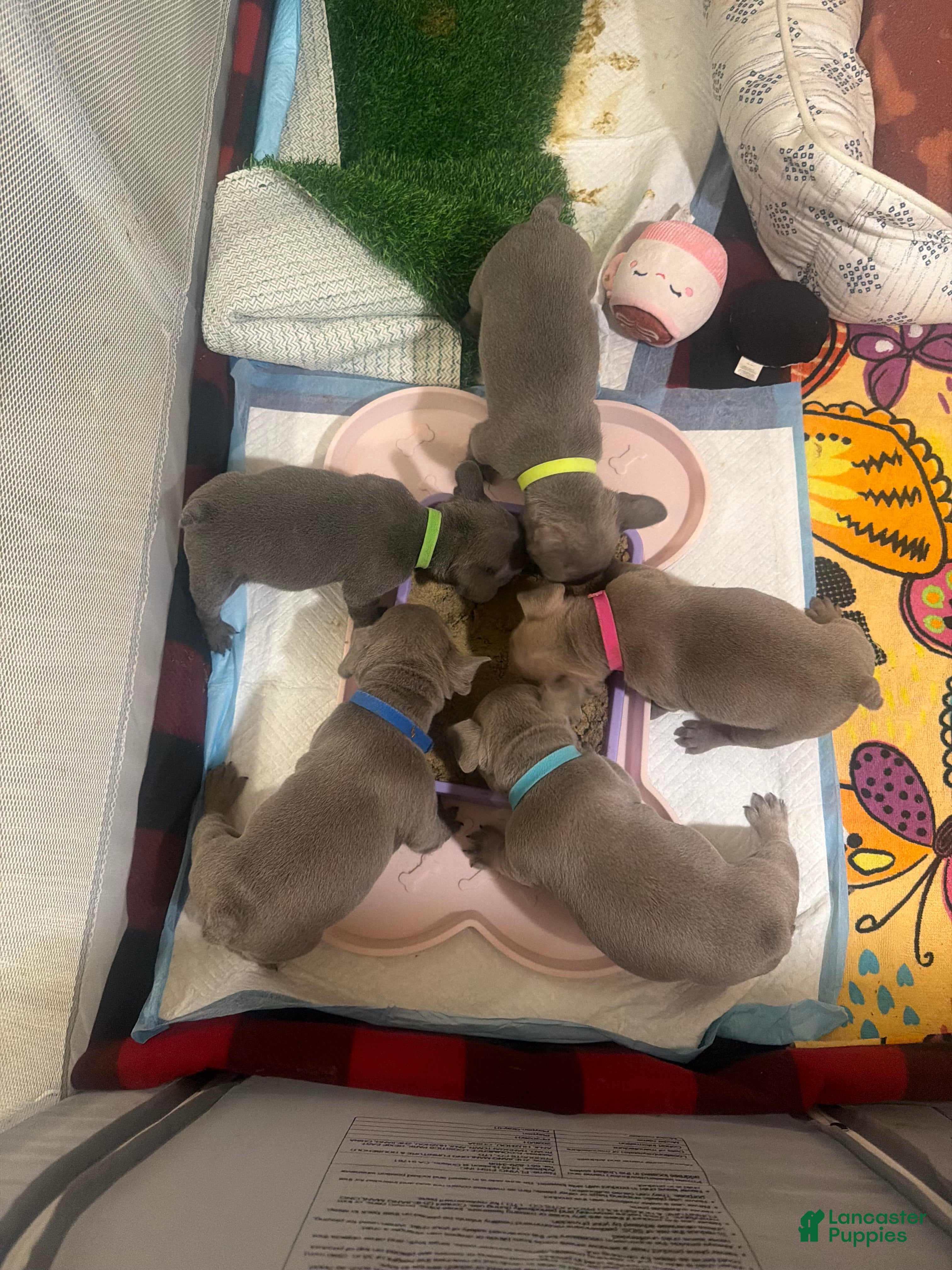 French Bulldog dogs French Bulldog Blue Male Puppy - Ad 2