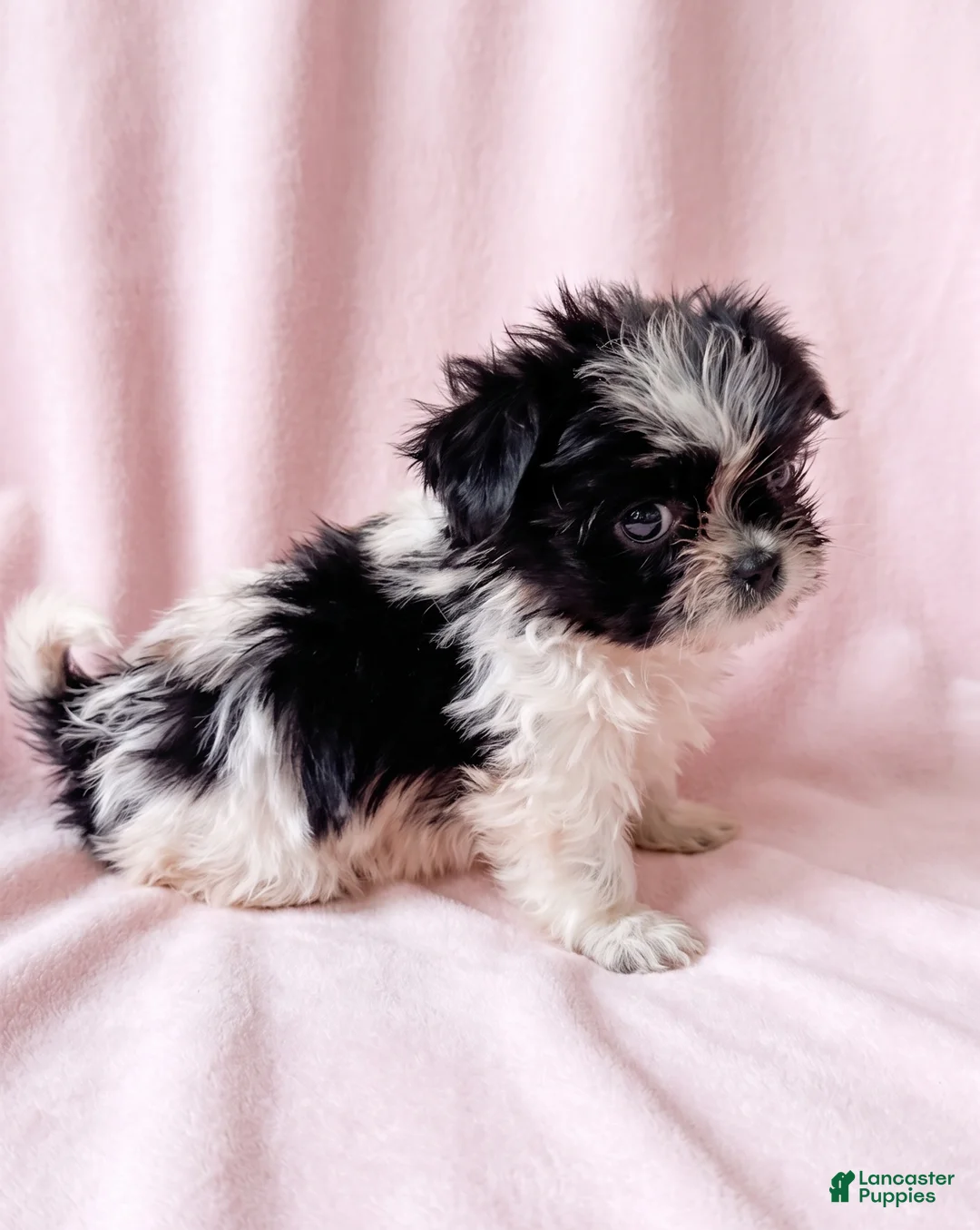 Mixed Breed dogs for sale: Dolly - Ad 4