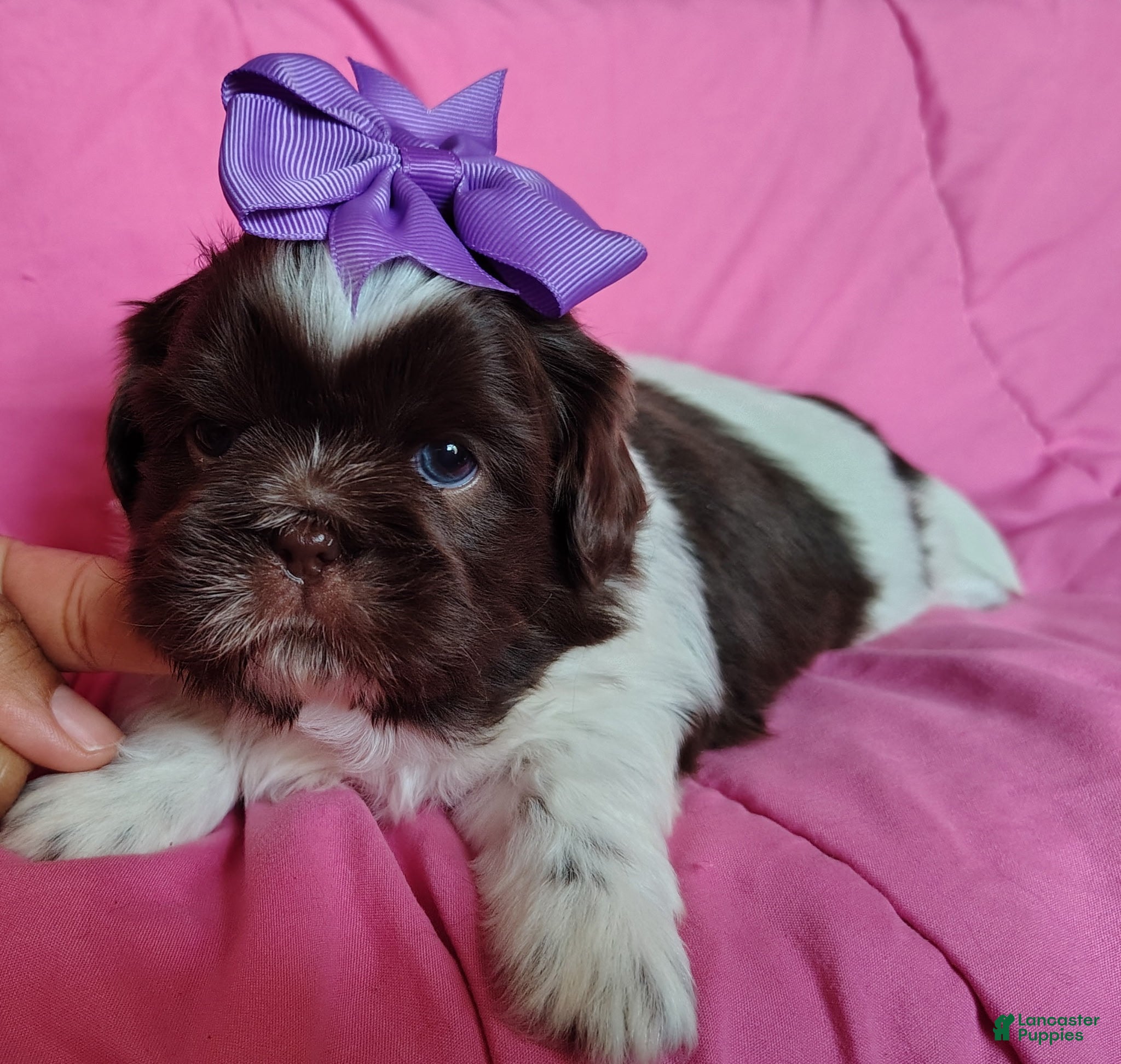 Shih Tzu dogs Shih Tzu Puppy 3 - Ad 2